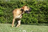 BOERBULL 070